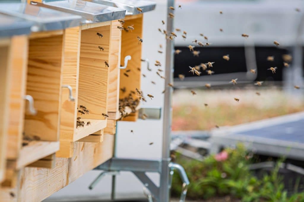 Endress+Hauser Bienenkästen auf Firmendach