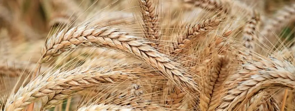 Ausschnitt von Gerste-Halmen in vollem Fruchtstand auf einem Feld.