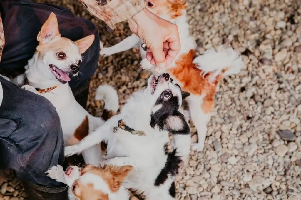 Vier Chihuahuas, von denen einer mit etwas gefüttert wird. Man sieht auch Männerbeine in Jeans und die Hand des Fütterers mit einem nicht sauberen kariertem Hemd.