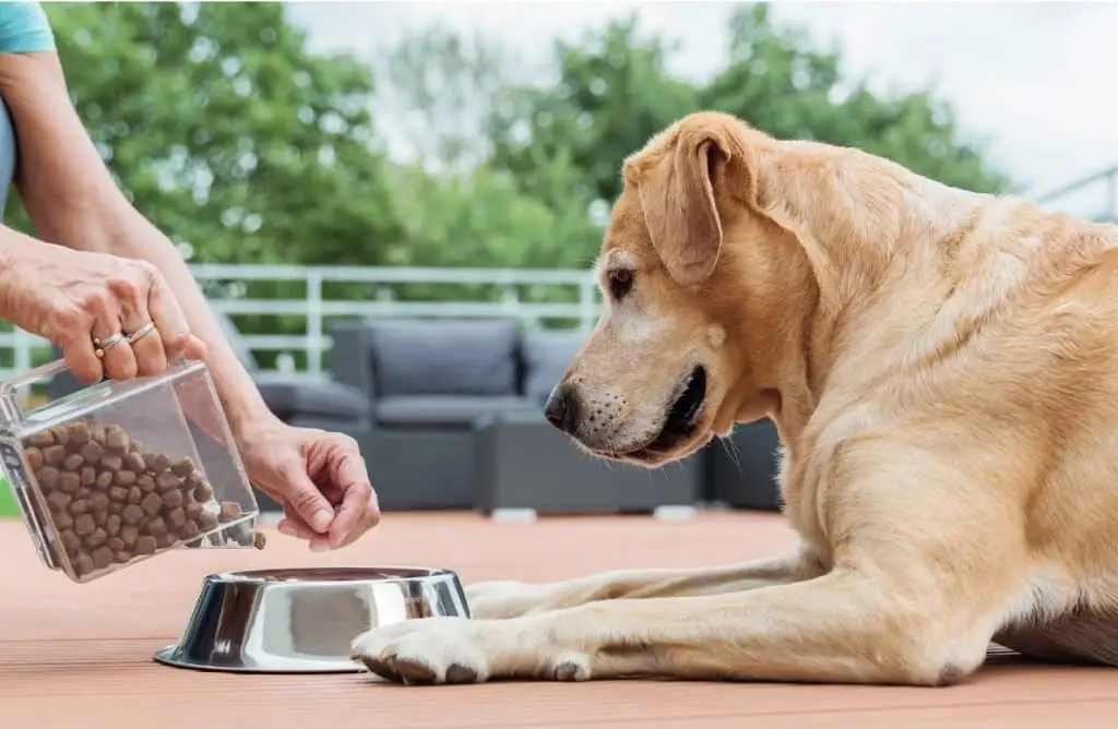 Links eine Frauenhand mit Ringen, die aus einem durchsichtigen Gefäß kubisches Hundefutter in einen Metallfressnapf. Rechts liegt ein großer hellhaariger Hund (Golden Retriever?)