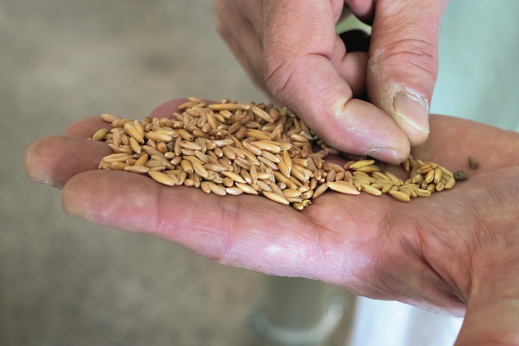 Offene Hand hält Getreide, die andere greift ein Korn aus der Handinnenfläche.