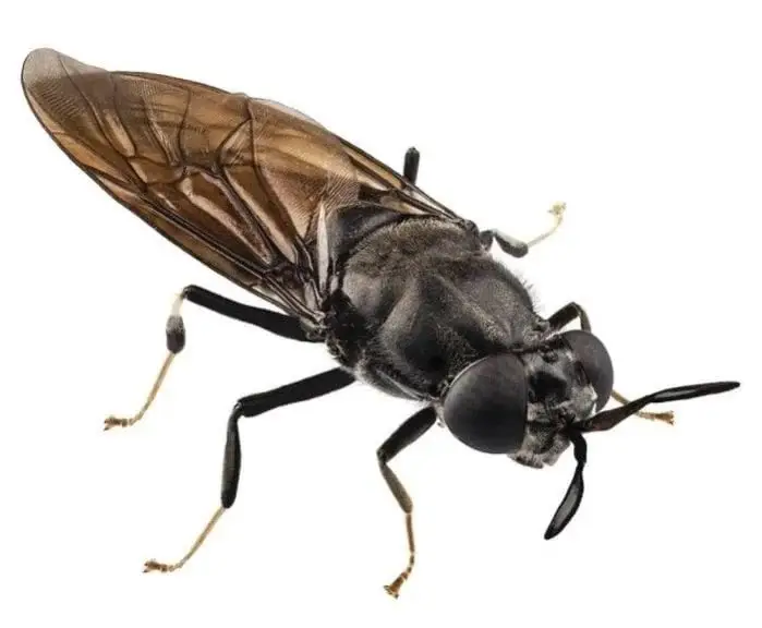 Alvibra Bild einer schwarzen Soldatenfliege