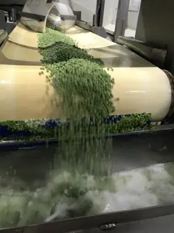 Weisses Förderband mit grünem Schüttgut läuft auf einen mit Wasser gefüllten Trog zu