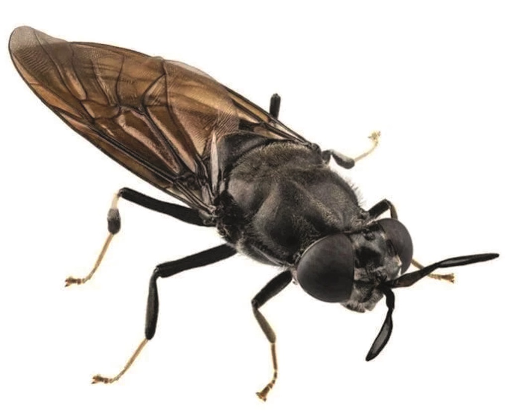 Schwarze Soldatenfliege