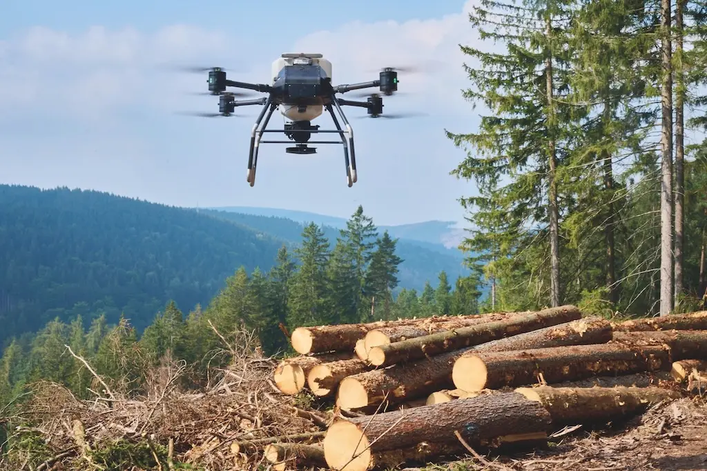 EWine Dorhne fliegt über abgesägten Baumstämmen. Im Hintergrund berge und wälder mit einem blau-bewölkten Himmel