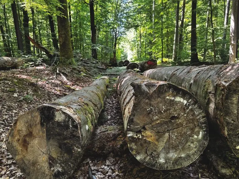Baumstämme, die in einem Laubwald auf dem Boden gelagert werden